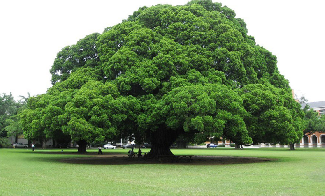 荣昌金榕树服务号代运营案例